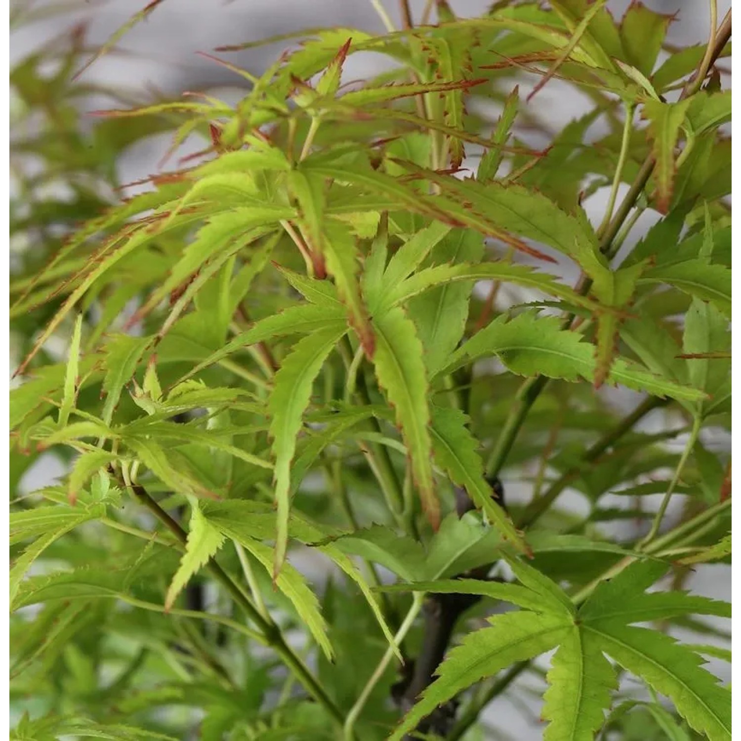 Fächerahorn Sharps Pygmy 40-50cm - Acer palmatum