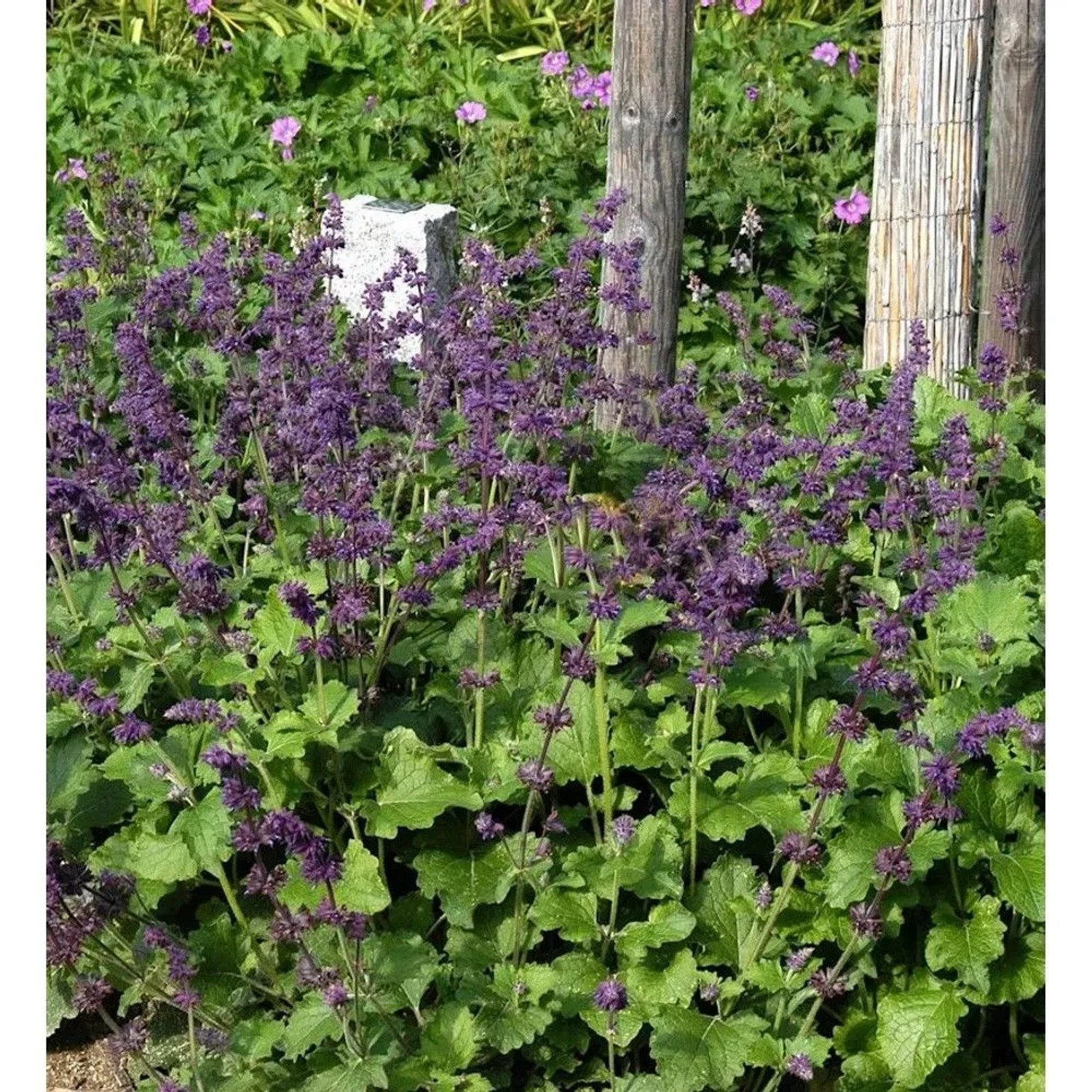 Quirlblütiger Salbei Purple Rain - Salvia verticillata