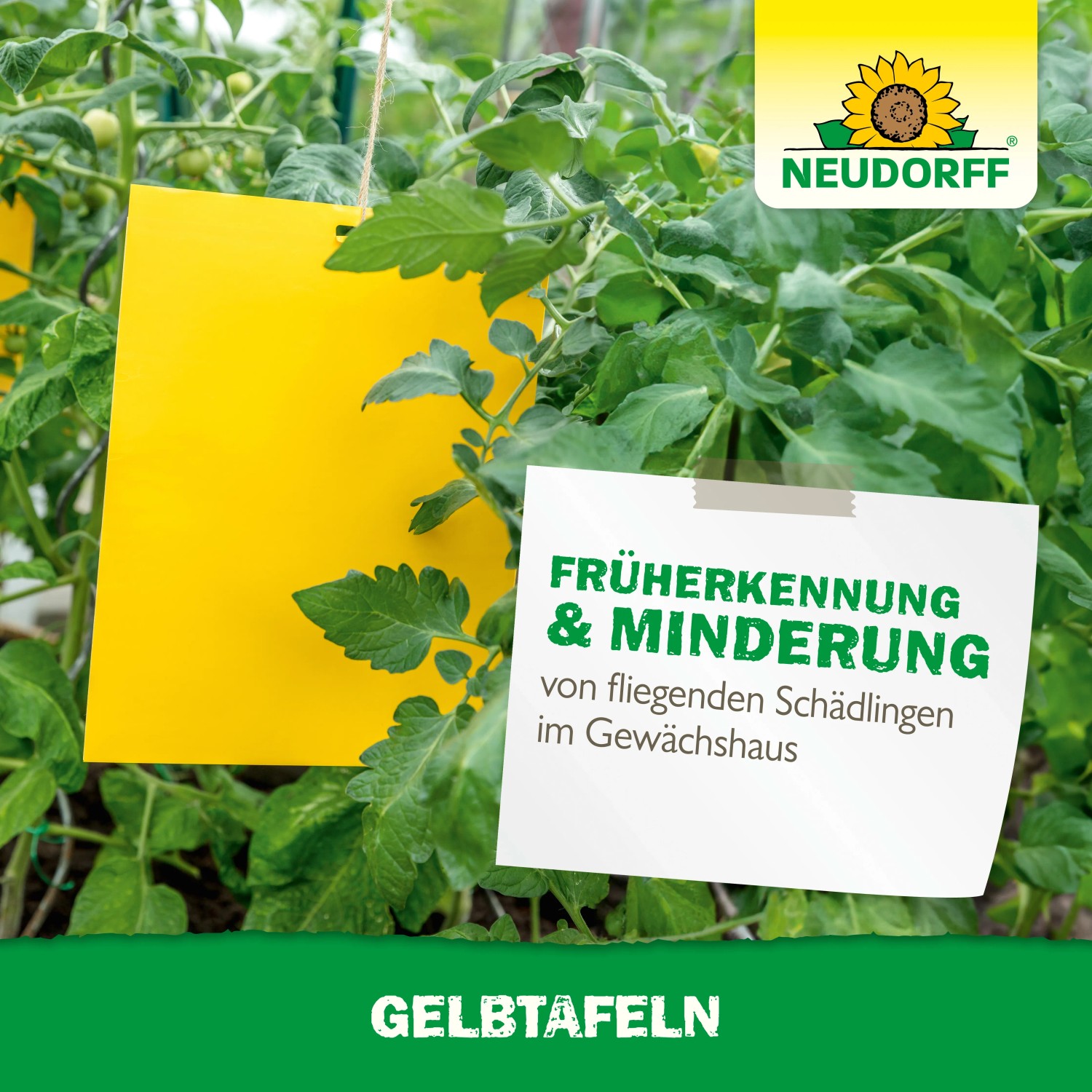 Neudorff Gelbtafeln groß zur Schädlingsbekämpfung im Gewächshaus und Wintergarten.