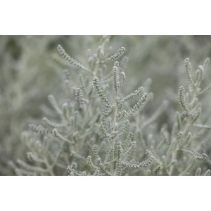 Nahaufnahme der silbergrauen Blätter des Santolina Chamaecyparissus Heiligenkraut Strauchs.