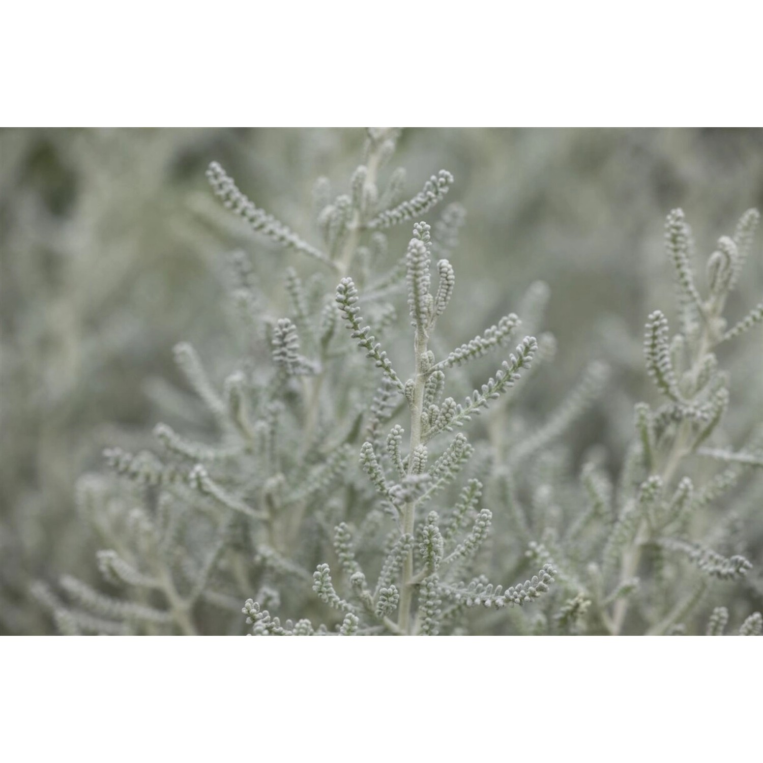 Santolina Chamaecyparissus Heiligenkraut Silbergrau Ca. 9x9 cm Topf günstig online kaufen