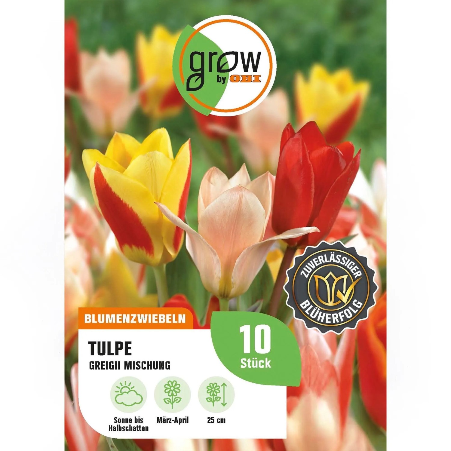 GROW by OBI Tulpen Greigii Mischung Mischung 8 Stück Tulipa greigii Mixed