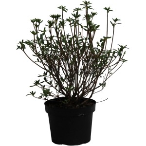 Japanische Azalee Adonis im Topf, ca. 20-40 cm hoch, noch ohne Blüten.