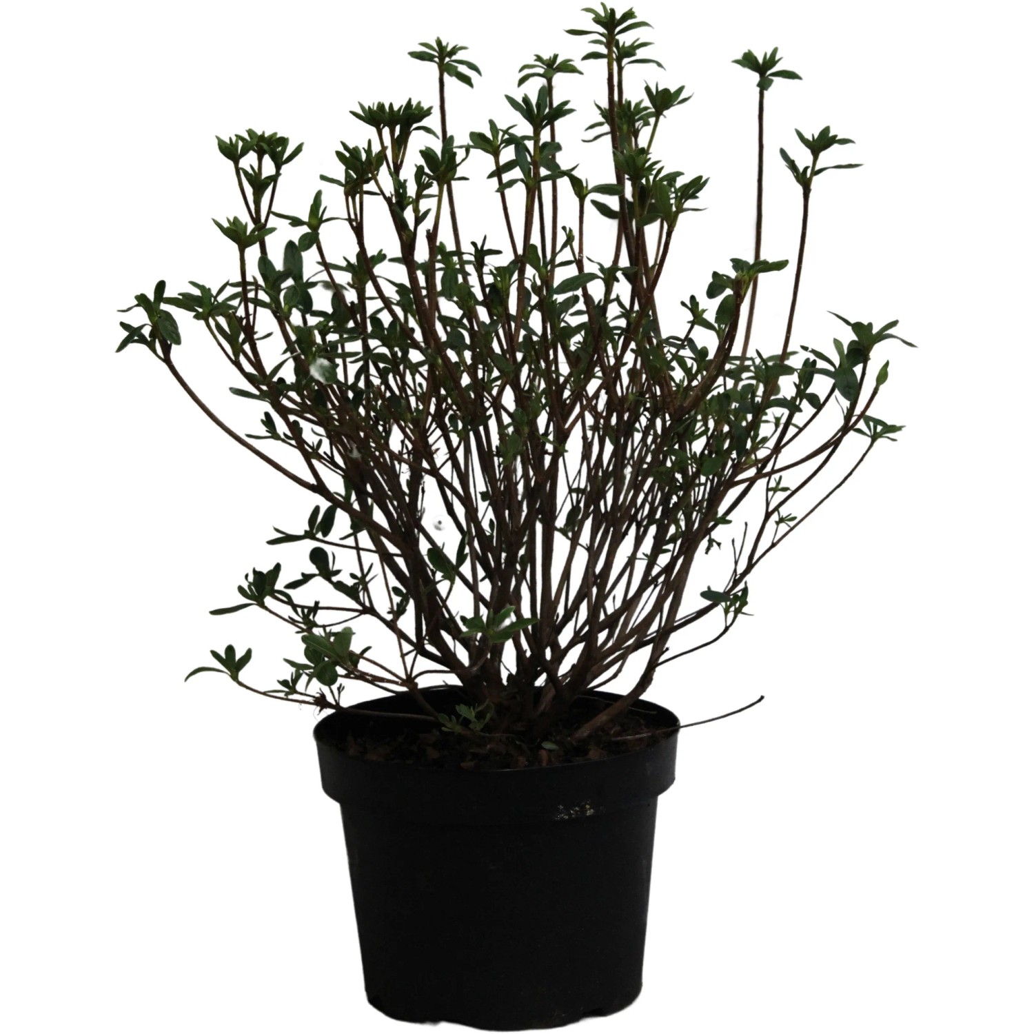 welcher dünger für thuja Thuja Dünger | perfekt gedüngte Koniferen-Pflanzen!