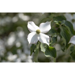 Nahaufnahme einer cremeweißen Blüte des Japanischen Blumen-Hartriegels (Cornus Kousa Cappucino).