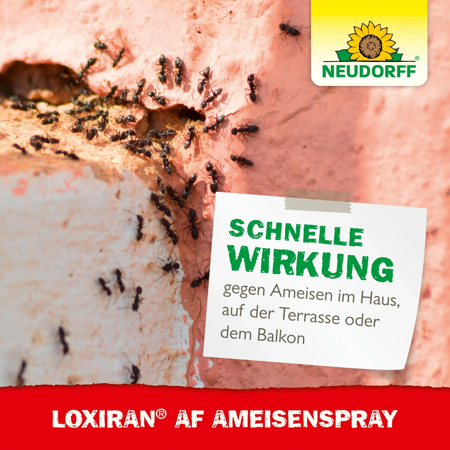 Ameisenbefall an Hauswand, bekämpft mit Neudorff Loxiran AF Ameisen-Spray.