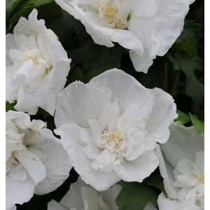 Nahaufnahme des Garteneibisch Diana (Hibiscus) mit großen, weißen Blüten.