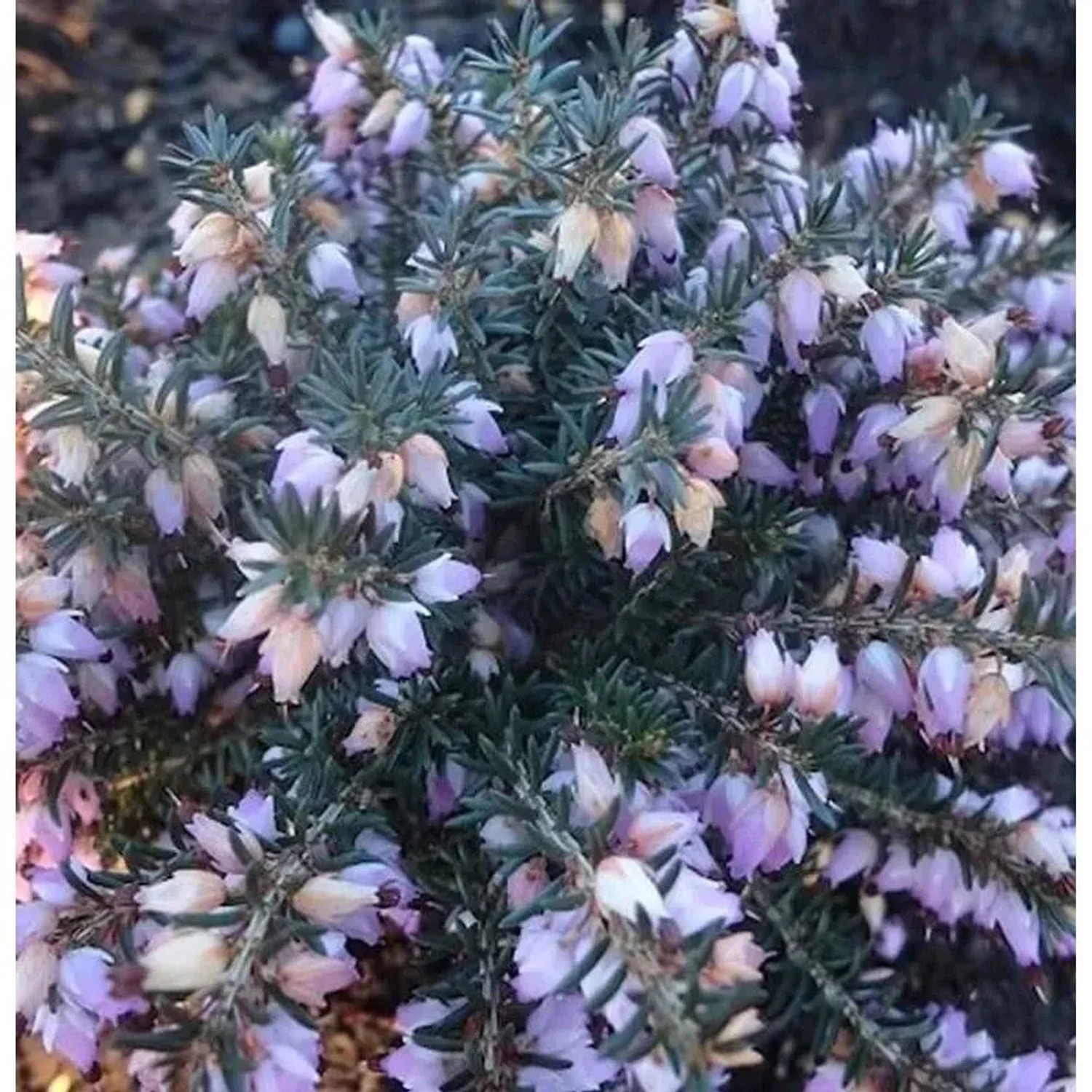10x Winterheide Winter Beauty - Erica carnea