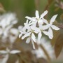 Nahaufnahme der weißen Blüten der Amelanchier Ballerina Felsenbirne.