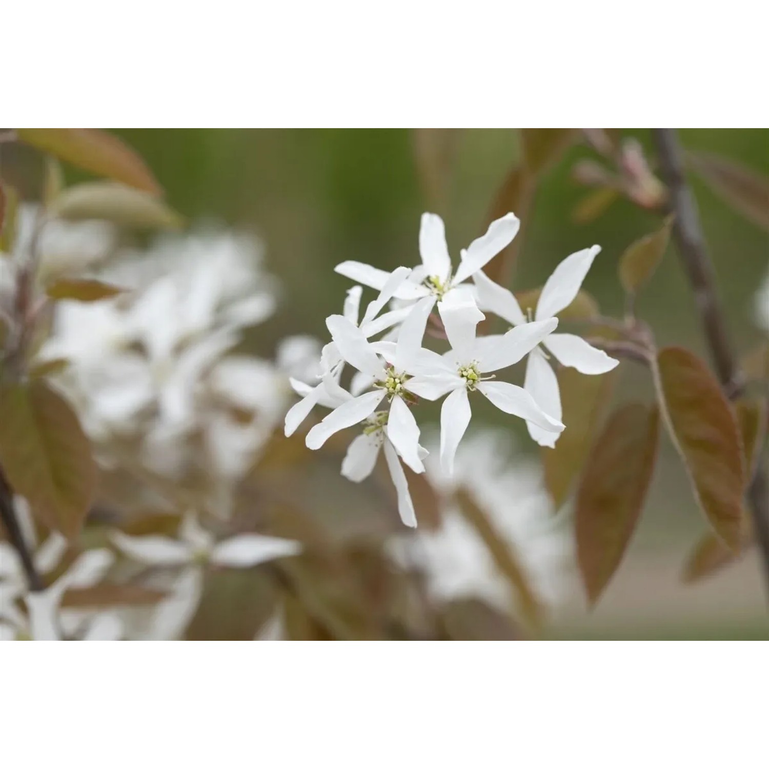 Nahaufnahme der weißen Blüten der Amelanchier Ballerina Felsenbirne.