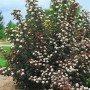Dunkelrote Blasenspiere 'Midnight' (40-60 cm) mit weißen Blüten im Garten.