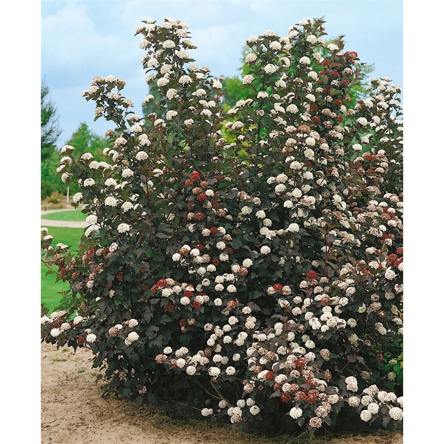 Physocarpus Opulifolius Midnight Blasenspiere Dunkelrot 40–60 cm günstig online kaufen
