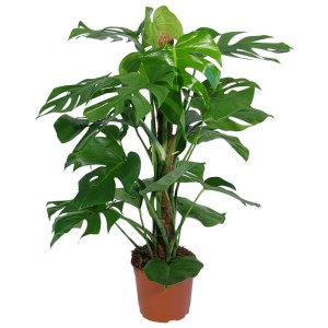 Fensterblatt (Monstera) am Moosstab im Topf, eine tropische Grünpflanze von GROW by OBI.