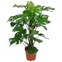 Fensterblatt (Monstera) am Moosstab im Topf, eine tropische Grünpflanze von GROW by OBI.