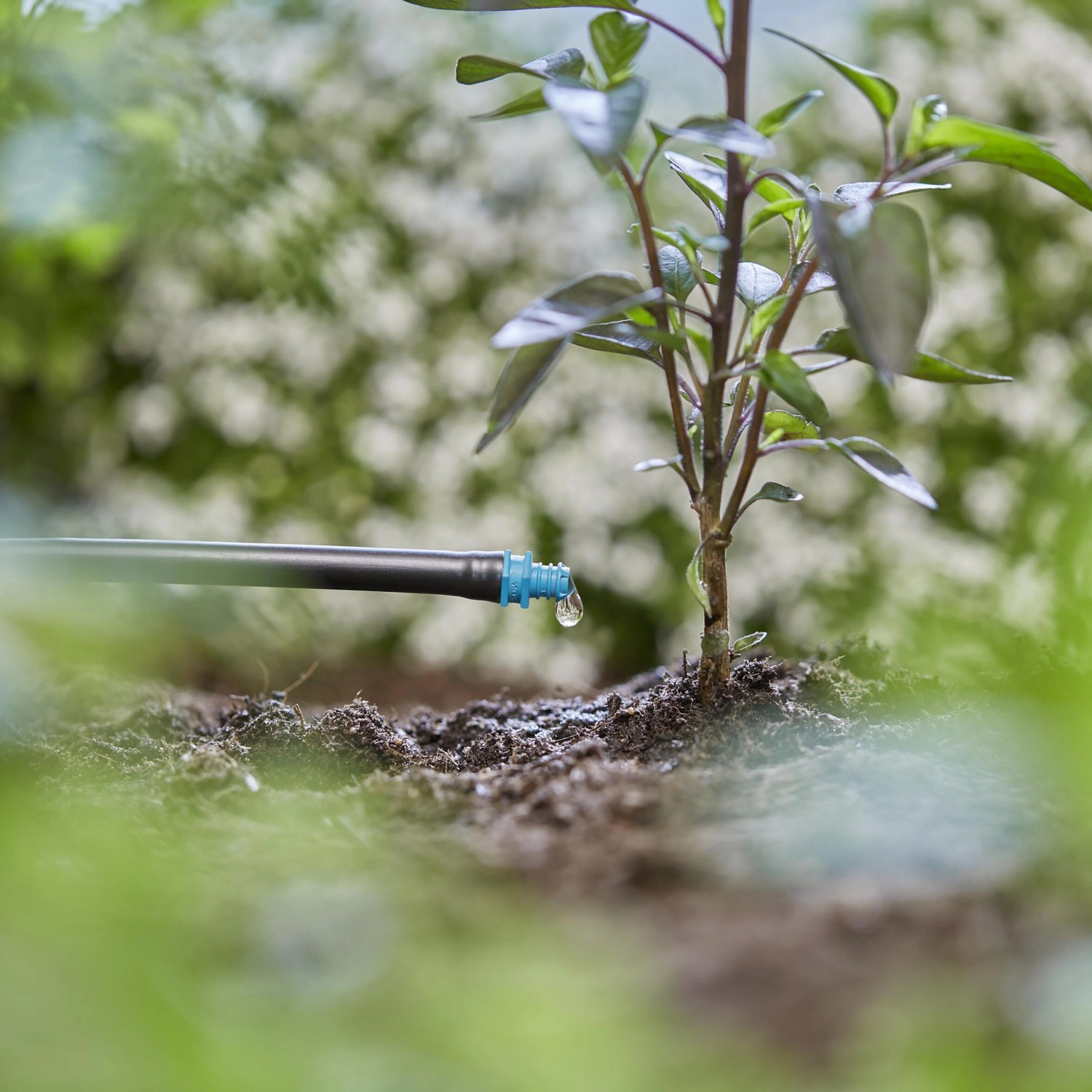 Gardena Endtropfer bewässert Topfpflanze im Micro-Drip-System. Punktuelle Bewässerung mit 2 l/h.