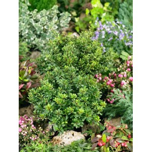 Kompakte, grüne Heckenberberitze 'Kobold' (Berberis thunbergii) im Gartenbeet.