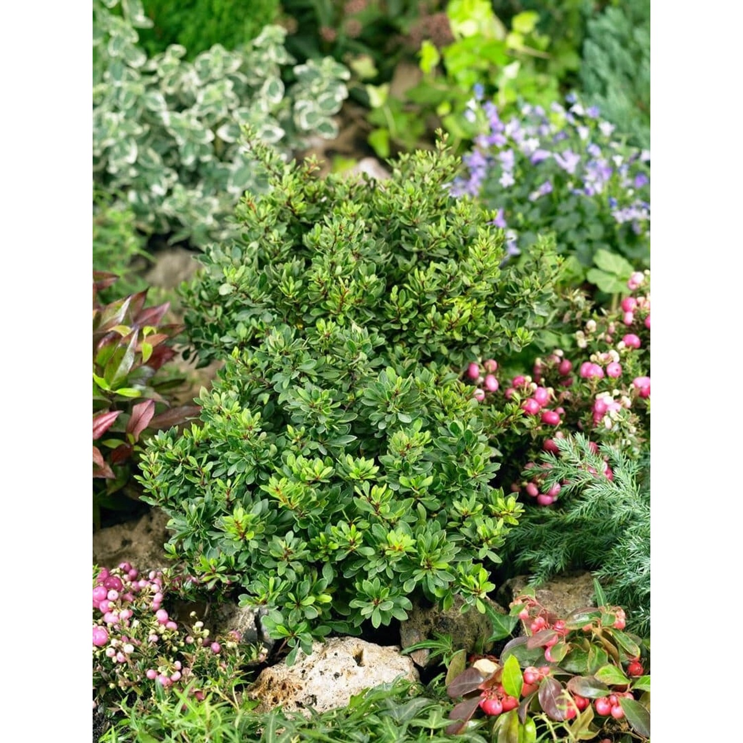 Berberis Thunbergii Kobold Heckenberberitze Kompakt 25–30 cm günstig online kaufen