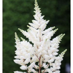Nahaufnahme der weißen Blütenrispen der Prachtspiere Younique White (Astilbe cultorum).