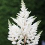 Nahaufnahme der weißen Blütenrispen der Prachtspiere Younique White (Astilbe cultorum).