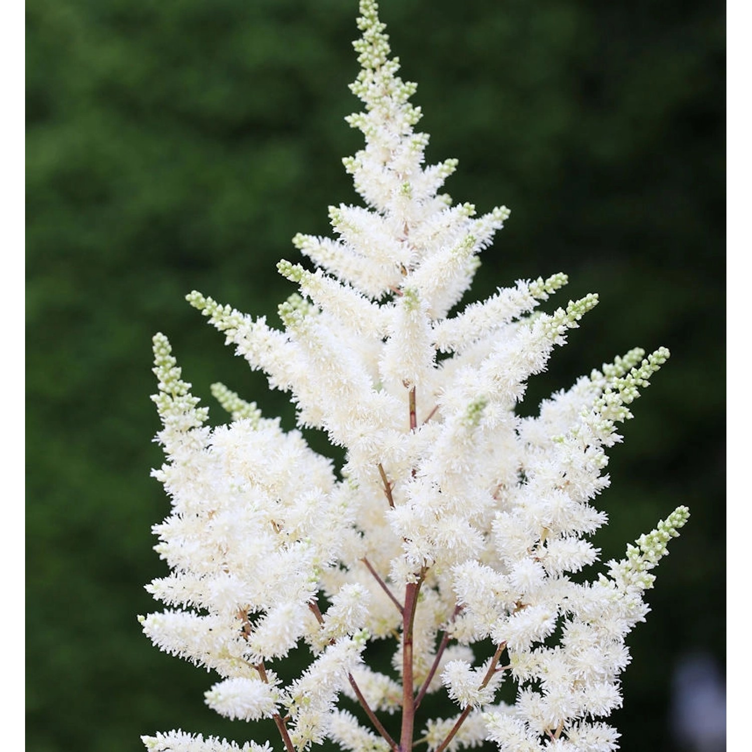 Prachtspiere Younique White - Astilbe cultorum günstig online kaufen