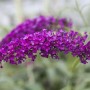 Nahaufnahme des rot-violetten Schmetterlingsstrauchs Royal Red, einer blühenden Zimmerpflanze.