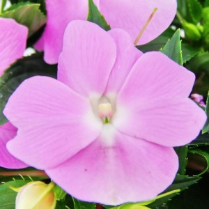 Nahaufnahme einer zart violetten Edel-Lieschen Blüte (Impatiens Neu-Guinea) im 12cm Topf.