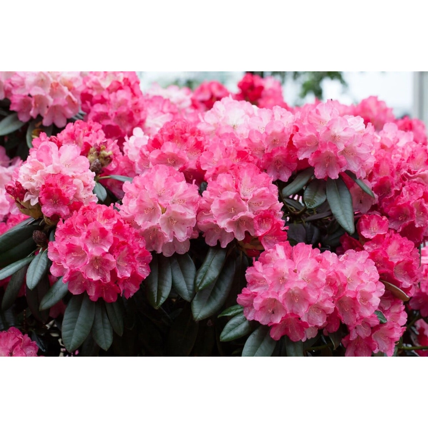 Rhododendron Yakushimanum Fantastica Rosa-Rot 60 cm Stammhöhe günstig online kaufen