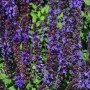 Blühender Salbei 'Sensation Compact Deep Blue', eine attraktive Staude mit tiefblauen Blüten.