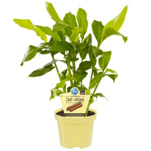 Blu Zimtpflanze im Topf (ca. 12 cm Ø), grüne Blätter. Küchenkräuter für Zimmer und Küche.