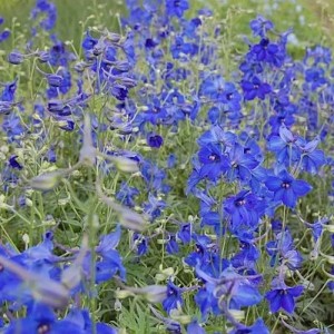 Blühender Rittersporn 'Völkerfrieden' (Delphinium belladonna) mit leuchtend blauen Blüten.