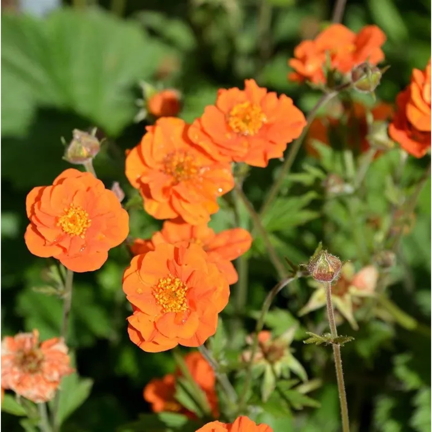 Thumbnail - Nelkenwurz Feuermeer - Geum coccineum