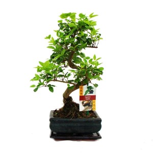 Chinesischer Liguster Bonsai (ca. 6 Jahre) in dunkler Schale. Zimmerbonsai mit grünen Blättern.