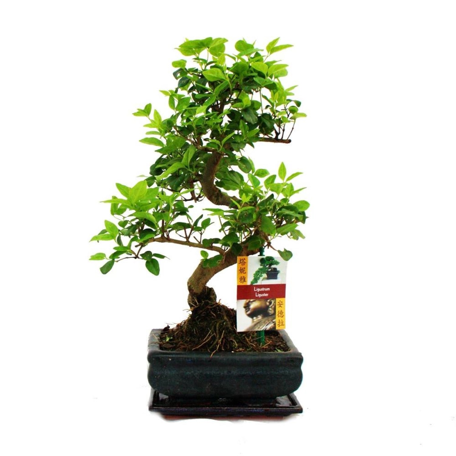 Exotenherz Bonsai Chinesischer Liguster Ligustrum Sinensis ca. 6 Jahre