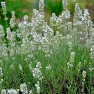 Nahaufnahme von weiß blühendem, echtem Lavendel Blue Mountain White.