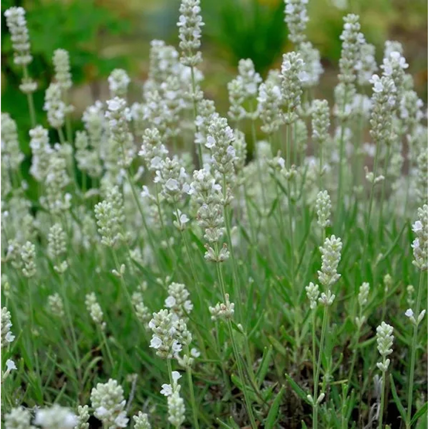 Echter Lavendel Blue Mountain White - Lavandula angustifolia