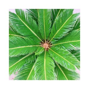 Japanischer Palmfarn Cycas Revoluta im Topf, grüne Blätter von oben.