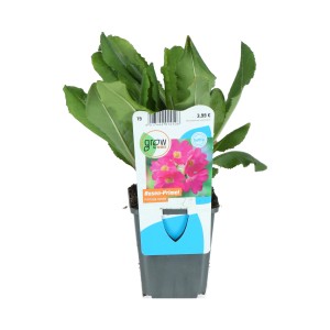 Sumpfglockenprimel Rosa im Topf, reichblühende Teichpflanze für Ufer- und Sumpfzonen.