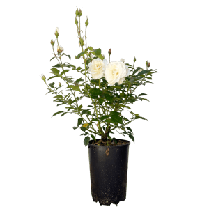 Baumfink Strauchrose Schneewittchen im Topf mit weißen Blüten und grünen Blättern.