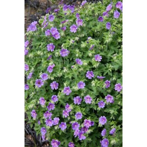 Pracht Storchschnabel 'Anemoniflorum' im 9x9 cm Topf mit violetten Blüten.