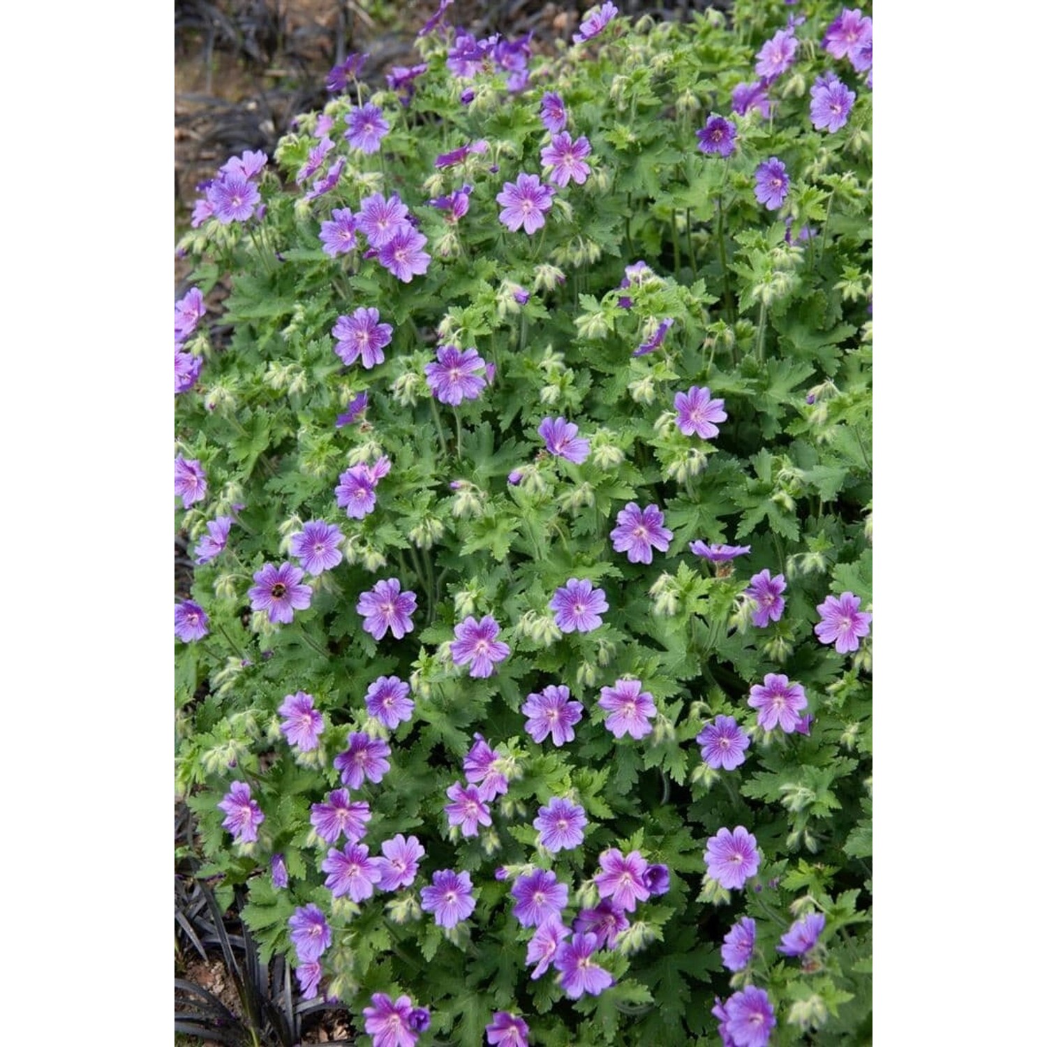 Geranium X Magnificum Anemoniflorum Pracht Storchschnabel Ca. 9x9 cm Topf günstig online kaufen