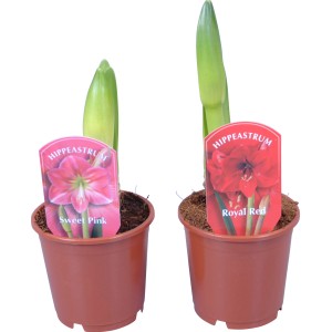Amaryllis Kolibri im Topf, verschiedene Farben (Pink, Rot) mit Knospen.