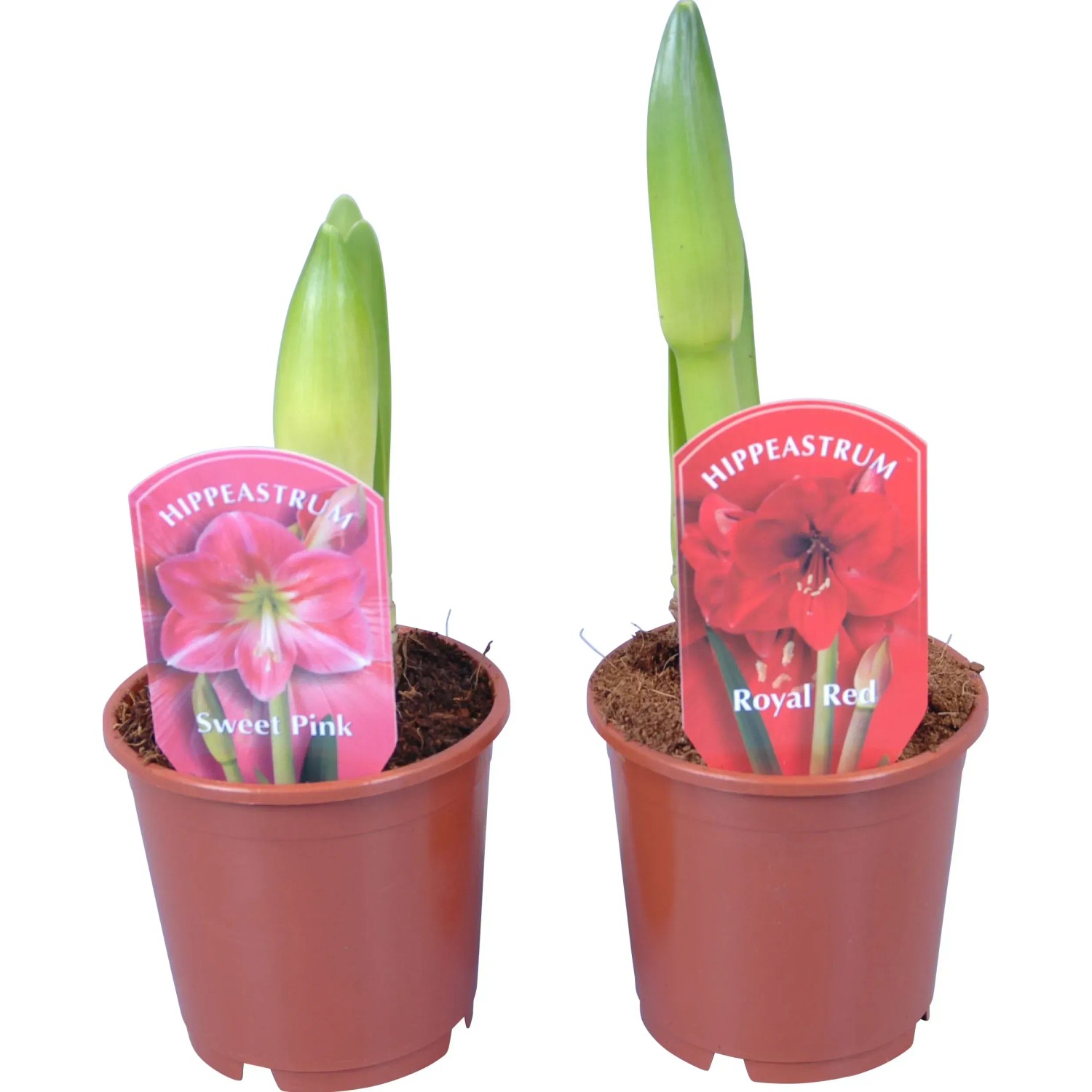Amaryllis "Kolibri" verschiedene Farben Topf-Ø ca. 9 cm (Hippeastrum)