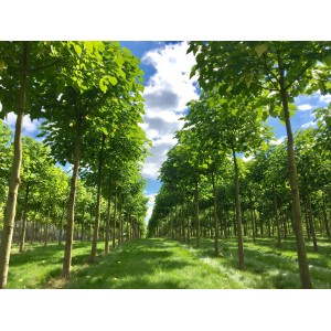 Reihe von Blu CO2-Klimabäumen (Paulownia Fortunei) mit grünen Blättern unter blauem Himmel.