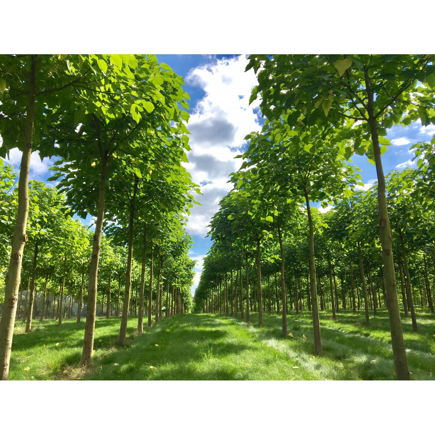 Reihe von Blu CO2-Klimabäumen (Paulownia Fortunei) mit grünen Blättern unter blauem Himmel.