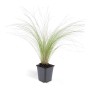 Mexikanisches Federgras 'Ponytails' im 9cm Topf, Ziergras für den Garten.