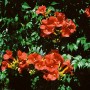 Leuchtend rote Trompetenblume 'Stromboli' (Campsis Radicans) mit grünen Blättern.