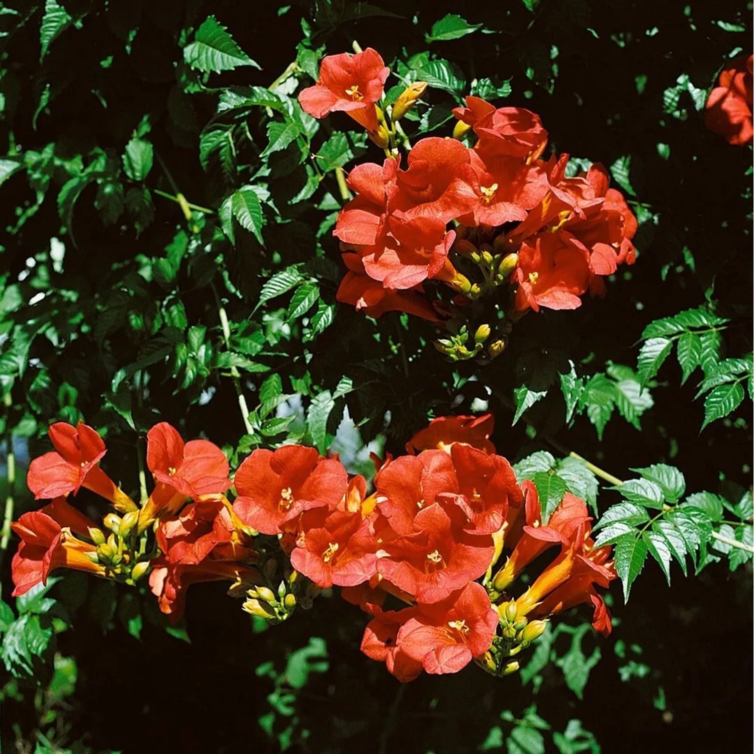 Leuchtend rote Trompetenblume 'Stromboli' (Campsis Radicans) mit grünen Blättern.