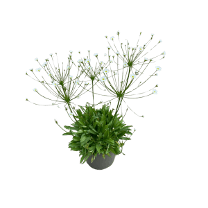 Mannsschild Staude im Topf, kleine weiße Blüten, grüne Blätter. Wintergrüne Insektennahrung für Balkon & Beet.