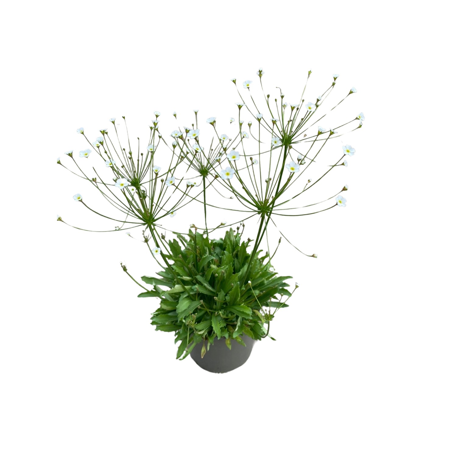 Staude Mannsschild TopfØ ca. 10,5 cm Androsace kaufen bei OBI