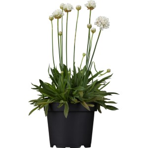 Grasnelke 'Dreameria' im Topf, weiße Blüten. Stehpflanze von GROW by OBI.